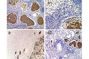 Immunohistochemical analysis of PYDC1 expression in mouse. (PYDC1 anticorps)