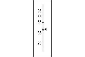 TXNL2 Antibody (N-term) (ABIN656034 and ABIN2845407) western blot analysis in mouse bladder tissue lysates (35 μg/lane). (GLRX3 anticorps  (N-Term))