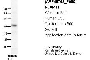 Image no. 2 for anti-NADH Dehydrogenase (Ubiquinone) Flavoprotein 3, 10kDa (NDUFV3) (Middle Region) antibody (ABIN2782353)