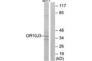 Western blot analysis of extracts from MCF-7 cells, using OR10J3 Antibody. (OR10J3 anticorps  (AA 237-286))