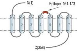 anti-Histamine Receptor H2 (HRH2) (2nd Extracellular Loop) antibody