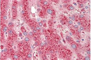 ABIN1590086 (5µg/ml) staining of paraffin embedded Human Liver.