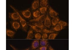 Immunofluorescence analysis of HeLa cells using PYCR2 Polyclonal Antibody at dilution of 1:100. (PYCR2 anticorps)