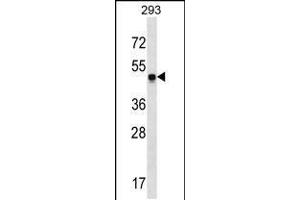 Western blot analysis in 293 cell line lysates (35ug/lane). (SNX17 anticorps  (N-Term))