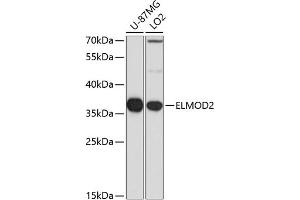 Western blot analysis of extracts of various cell lines, using ELMOD2 antibody (ABIN6132091, ABIN6140137, ABIN6140139 and ABIN6223836) at 1:1000 dilution. (ELMOD2 anticorps  (AA 5-95))