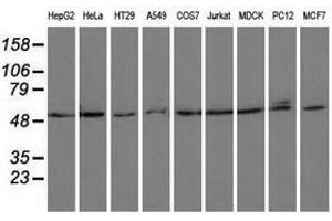 Image no. 1 for anti-Proteasome (Prosome, Macropain) 26S Subunit, ATPase, 3 (PSMC3) antibody (ABIN1501335) (PSMC3 anticorps)