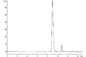 The purity of SARS-CoV-2 3CLpro (A191T) is greater than 95 % as determined by SEC-HPLC. (SARS-Coronavirus Nonstructural Protein 8 (SARS-CoV NSP8) (A191T) Protéine)