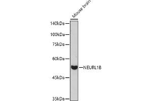 Western blot analysis of extracts of Mouse brain, using NEURL1B antibody (ABIN7268857) at 1:1000 dilution. (NEURL1B anticorps)