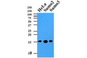 Western Blotting (WB) image for anti-Small Ubiquitin Related Modifier 2 (SUMO2) (AA 1-93), (N-Term) antibody (ABIN492386) (SUMO2 anticorps  (N-Term))