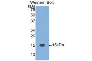 Western Blotting (WB) image for anti-Fas Ligand (TNF Superfamily, Member 6) (FASL) (AA 103-281) antibody (ABIN3209674) (FASL anticorps  (AA 103-281))