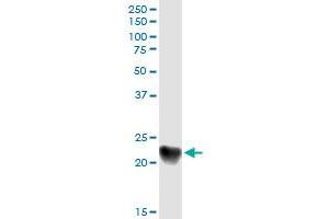 Immunoprecipitation of C1QC transfected lysate using anti-C1QC MaxPab rabbit polyclonal antibody and Protein A Magnetic Bead , and immunoblotted with C1QC purified MaxPab mouse polyclonal antibody (B01P) .