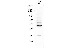 Western blot analysis of ETF/TEAD2 using anti-ETF/TEAD2 antibody (ABIN7599879).