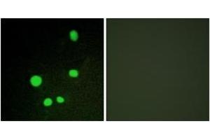 Immunofluorescence (IF) image for anti-Mediator Complex Subunit 14 (MED14) (AA 701-750) antibody (ABIN2889330) (MED14 anticorps  (AA 701-750))