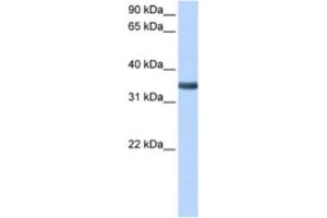 Western Blotting (WB) image for anti-Spondin 2 (SPON2) antibody (ABIN2463508) (SPON2 anticorps)