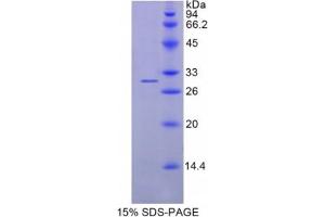 SDS-PAGE analysis of Human Azurocidin 1 Protein. (Azurocidin Protéine)