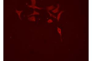 ABIN6277869 staining HEPG2 cells by ICC/IF.