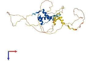 AlphaFold protein structure predicition of Mouse Recombinant Pitx2 Protein, UniprotID P97474