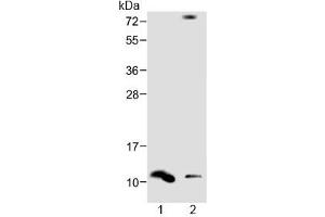 Western blot testing of human 1) spleen and 2) liver lysate with DEFA1 antibody at 1:1000. (alpha Defensin 1 anticorps  (AA 28-62))
