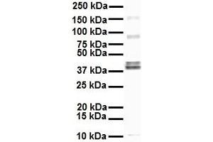 WB Suggested Anti-EEF1A2 antibody Titration: 1 ug/mL Sample Type: Human HepG2