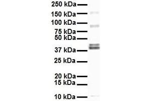 WB Suggested Anti-EEF1A2 antibody Titration: 1 ug/mL Sample Type: Human HepG2 (EEF1A2 anticorps  (Middle Region))
