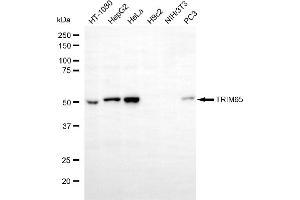 Western blotting analysis using TRIM65 antibody (ABIN7800641). (TRIM65 anticorps)