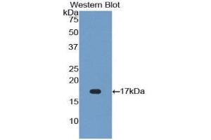 Western Blotting (WB) image for anti-Fibroblast Growth Factor 23 (FGF23) (AA 157-238) antibody (ABIN3207963) (FGF23 anticorps  (AA 157-238))