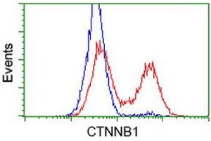 Image no. 3 for anti-Catenin (Cadherin-Associated Protein), beta 1, 88kDa (CTNNB1) antibody (ABIN1496896)