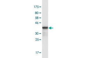 Western Blot detection against Immunogen (36.