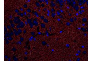 Indirect immunostaining of PFA fixed paraffin embedded mouse brain section (1 : 500; red).