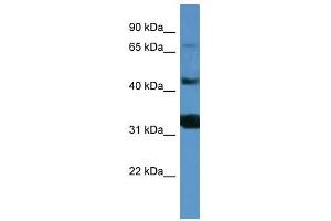 Western Blot showing MFI2 antibody used at a concentration of 1-2 ug/ml to detect its target protein. (MFI2 anticorps  (C-Term))