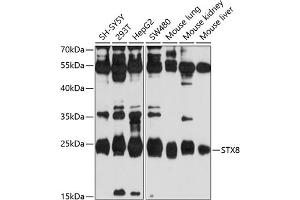 Western blot analysis of extracts of various cell lines, using STX8 antibody (ABIN6129138, ABIN6148671, ABIN6148672 and ABIN6214164) at 1:1000 dilution.
