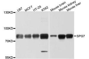 Western blot analysis of extracts of various cell lines, using SPG7 antibody. (SPG7 anticorps  (AA 1-250))