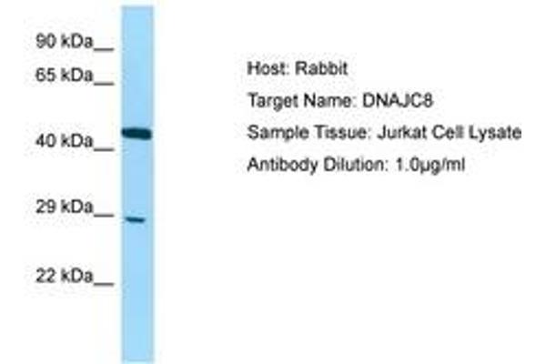 DNAJC8 抗体  (C-Term)
