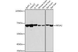 Western blot analysis of extracts of various cell lines using NR5A2 Polyclonal Antibody at dilution of 1:1000. (NR5A2 + LRH1 anticorps)