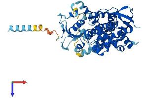 AlphaFold protein structure predicition of Human Recombinant CYP20A1 Protein, UniprotID Q6UW02