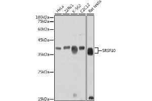 Western blot analysis of extracts of various cell lines, using SRSF10 antibody (ABIN7270214) at 1:1000 dilution. (SRSF10 anticorps)