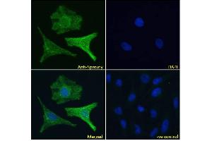 ABIN570913 Immunofluorescence analysis of paraformaldehyde fixed HeLa cells, permeabilized with 0.