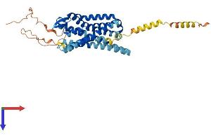 Opioid Receptor, mu 1 (OPRM1) (AA 1-400) protein (His tag)
