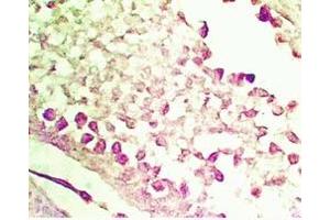 Rat testis tissue was stained by Anti-INSL5 (Mouse) Serum (INSL5 anticorps)