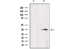 Western blot analysis of extracts from mouse brain, using POU2AF1 Antibody. (POU2AF1 anticorps  (C-Term))