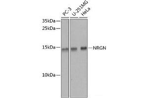Western blot analysis of extracts of various cell lines using NRGN Polyclonal Antibody at dilution of 1:1000. (Neurogranin anticorps)