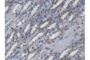 DAB staining on IHC-P; Samples: Mouse Kidney Tissue (POFUT1 anticorps  (AA 243-393))