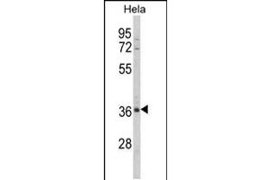 Western blot analysis of MDFIC Antibody in Hela cell line lysates (35ug/lane)