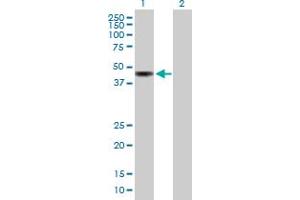 Western Blot analysis of KIAA0774 expression in transfected 293T cell line by KIAA0774 MaxPab polyclonal antibody. (CAZIP anticorps  (AA 1-348))