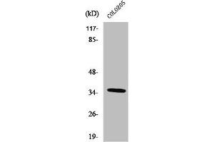 Western Blot analysis of COS7 cells using Olfactory receptor 52D1 Polyclonal Antibody (OR52D1 anticorps  (C-Term))