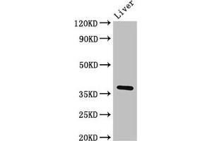 Western Blot Positive WB detected in: Rat liver tissue All lanes: Ppp1cb antibody at 3 μg/mL Secondary Goat polyclonal to rabbit IgG at 1/50000 dilution Predicted band size: 38 kDa Observed band size: 38 kDa (PPP1CB anticorps  (Catalytic Subunit))