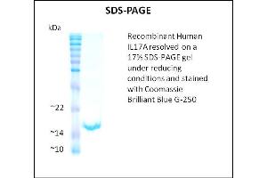 SDS-PAGE (SDS) image for Interleukin 17A (IL17A) (Active) protein (ABIN5509342) (Interleukin 17a Protéine)