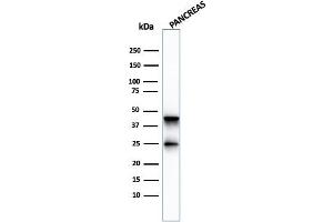 Western Blot Analysis of pancreatic tissue lysate using Carboxypeptidase A1 / CPA1 Mouse Monoclonal Antibody (CPA1/2713). (CPA1 anticorps)