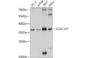 Western blot analysis of extracts of various cell lines, using CCDC137 antibody (ABIN7266435) at 1:1000 dilution. (CCDC137 anticorps  (AA 213-288))