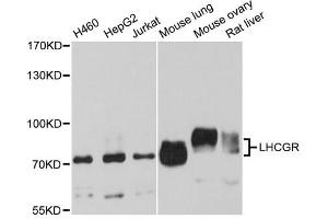 Western blot analysis of extracts of various cell lines, using LHCGR antibody (ABIN5973695) at 1/1000 dilution. (LHCGR anticorps)